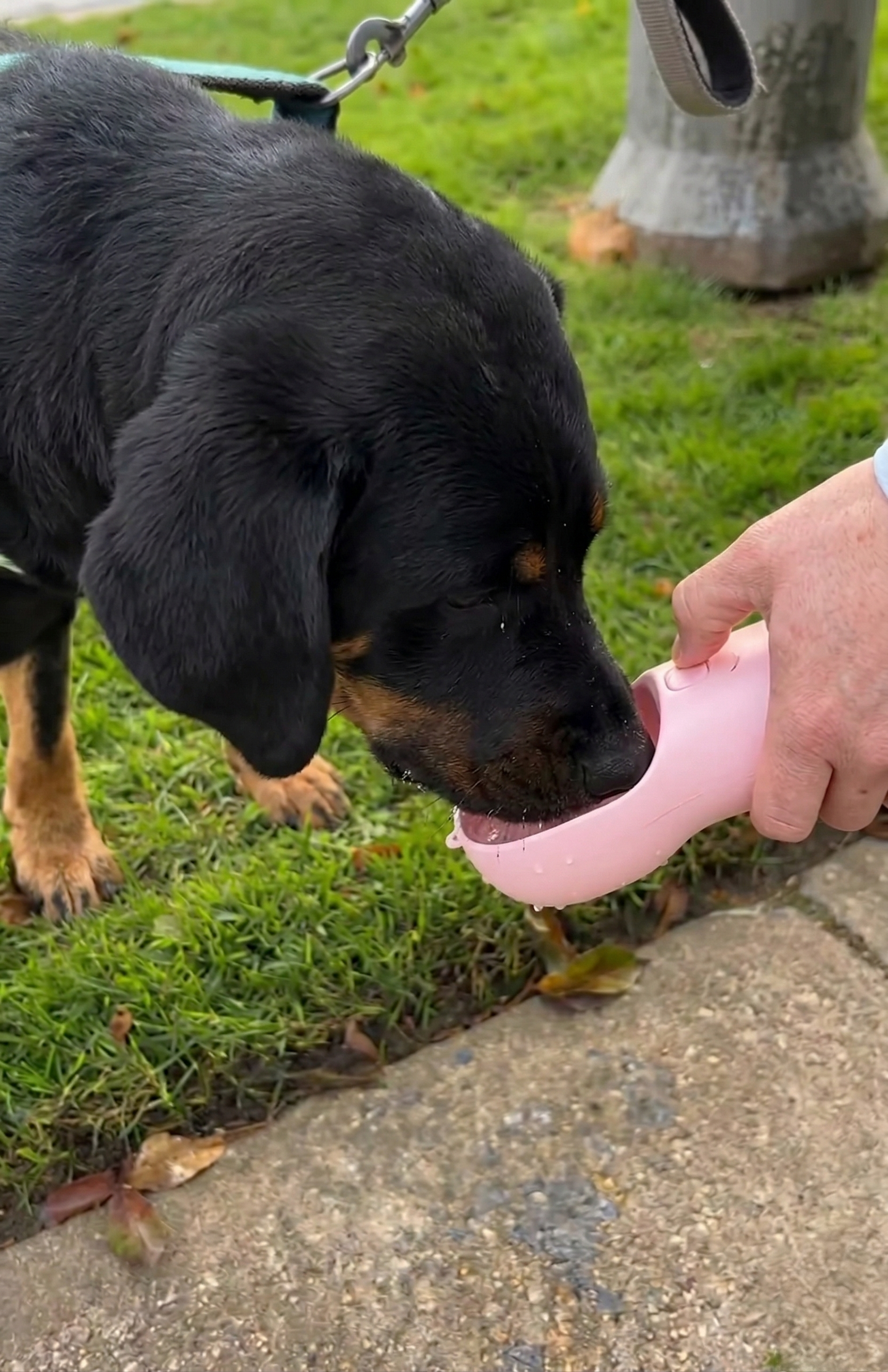 Ultimate 4-in-1 Portable Pet Travel Bottle: Water, Food, Poop Scoop & Bag Dispenser